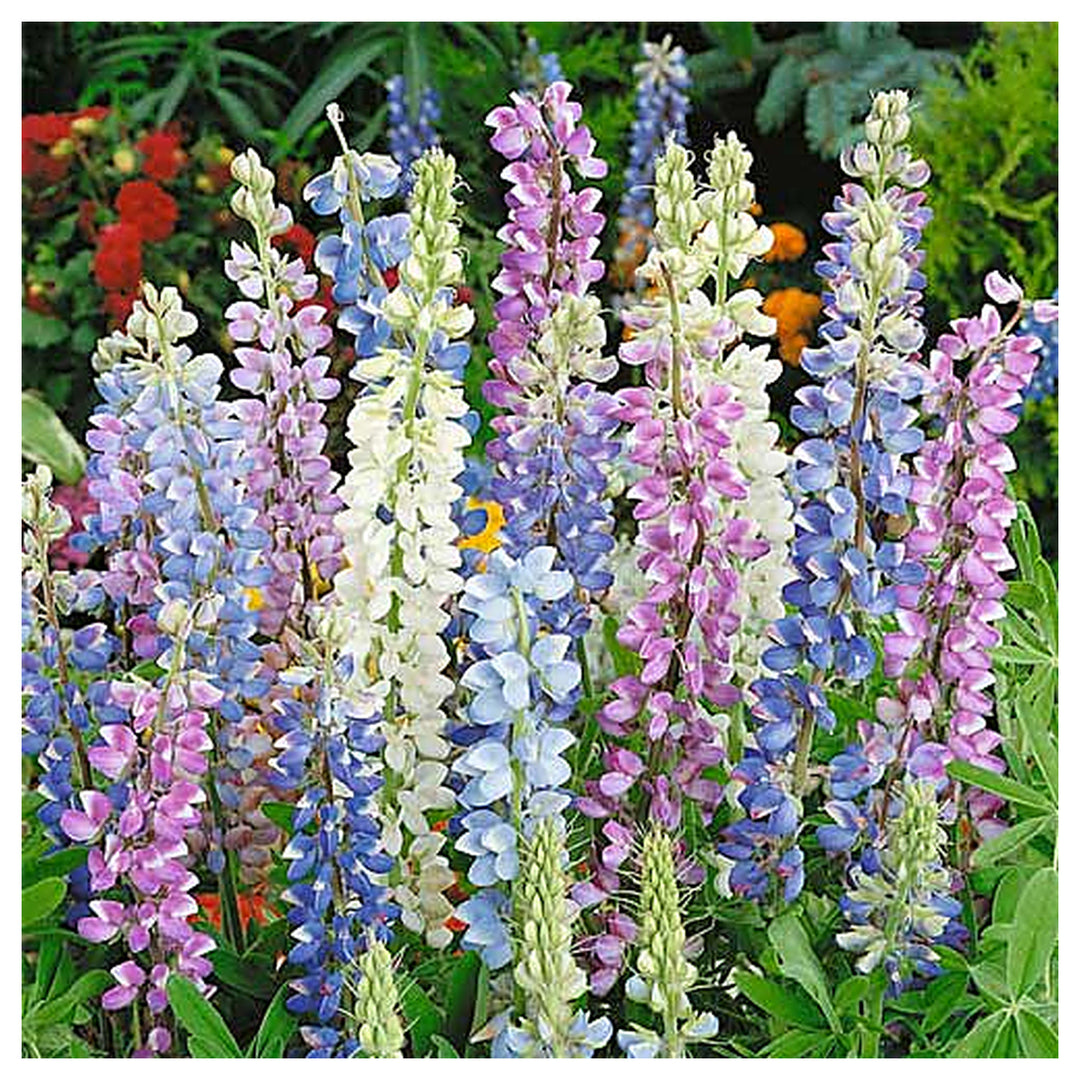 Hartwegii Mix Lupine Flower Seeds for Planting – Vibrant Colors, Heirloom and Non-GMO Garden Seeds | Neera Seeds product photo [neera-v4-3d8baf68af536117dcf2]