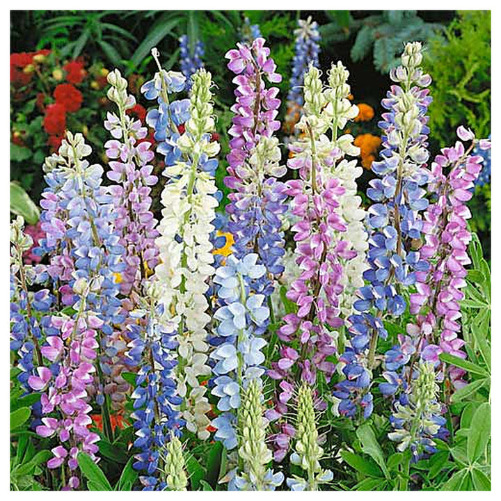 Hartwegii Mix Lupine Flower Seeds for Planting – Vibrant Colors, Heirloom and Non-GMO Garden Seeds | Neera Seeds product photo [neera-v4-3d8baf68af536117dcf2]