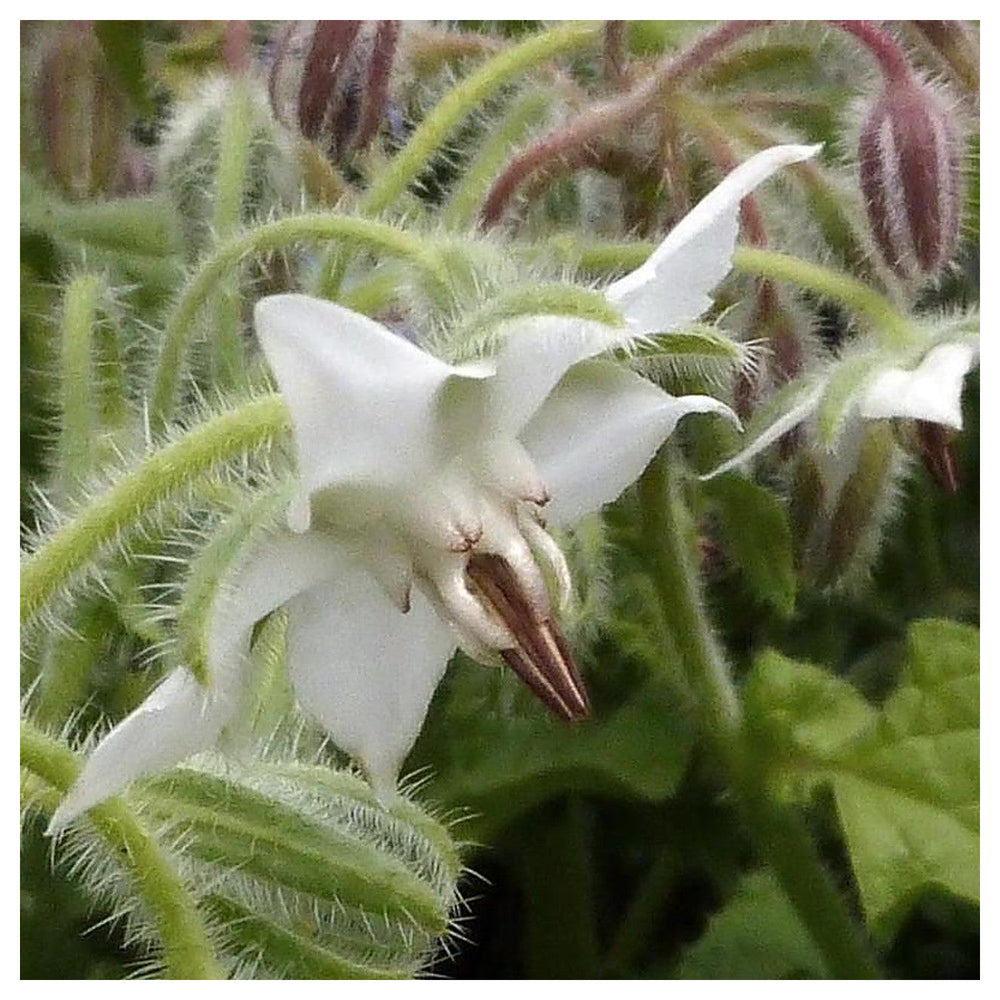Borage White Seeds for Planting – Heirloom, Non-GMO, High Germination Organic Garden Seeds for Herbs & Flowers | Neera Seeds product photo [neera-v4-3db00356389bd166b87f]