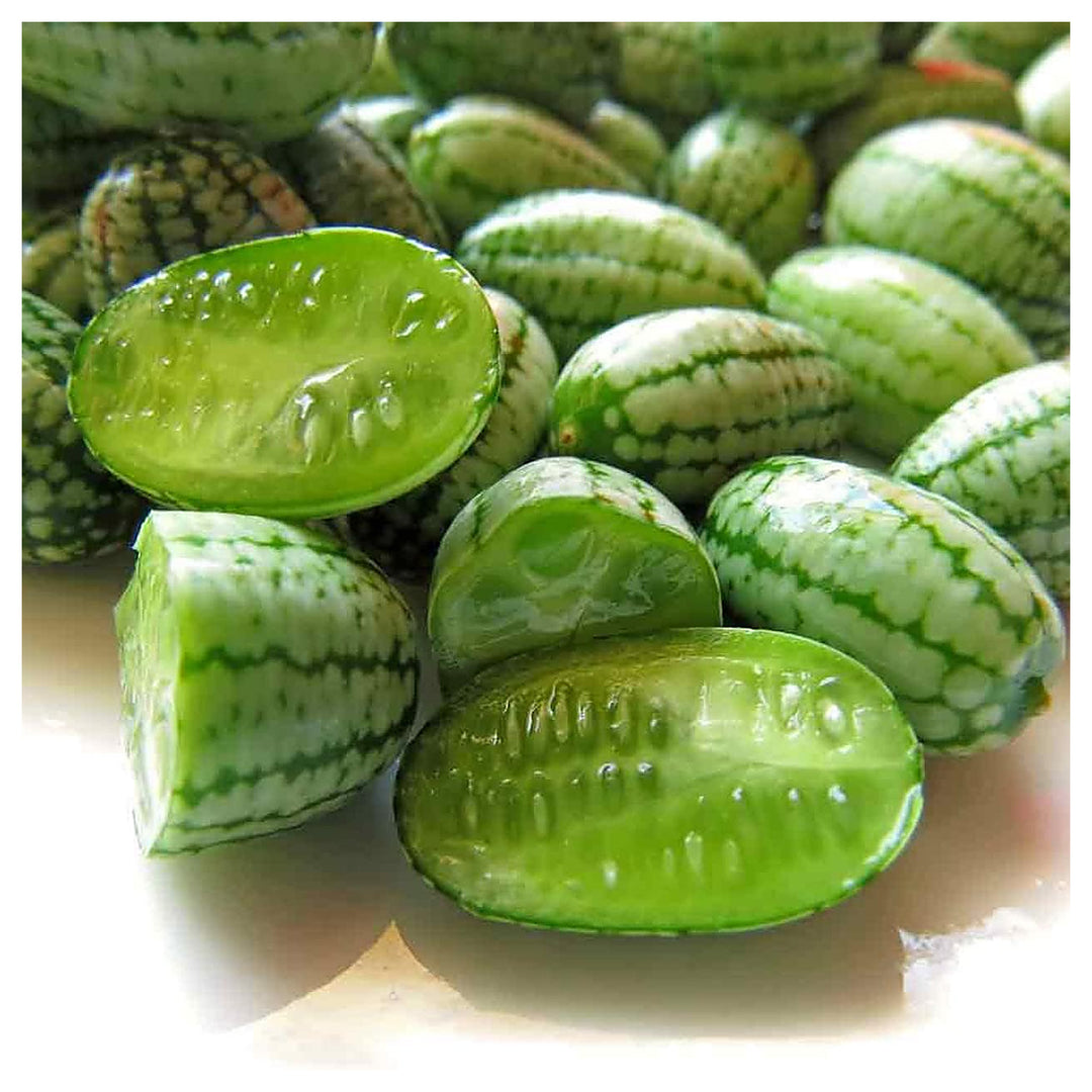 Heirloom Non-GMO Cucamelon Seeds for Planting | Organic Garden High Germination Vegetable Seeds | Neera Seeds product photo [neera-v4-3db0607bb9af660a4072]
