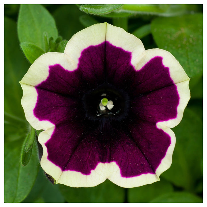 Dark Purple Magenta Petunia Seeds for Planting - Heirloom, NON-GMO Flower Seeds - Vibrant Blooms | Neera Seeds product photo [neera-v4-3db5463d296e40ae947f]