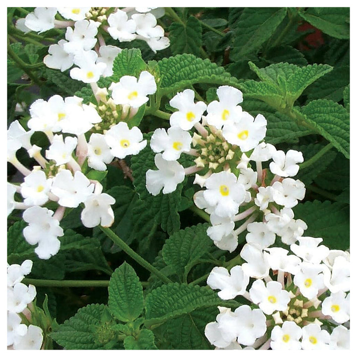 Lantana Flower Seeds Heirloom Non GMO Planting - 100 pcs | Neera Seeds product photo [neera-v4-3dc205631bb9cb2b45aa]