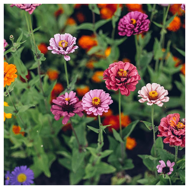 Single Petal Zinnia Mix Flower Seeds for Planting – Vibrant, Non-GMO Garden Flowers | Neera Seeds product photo [neera-v4-3dc86131f6b41325b005]