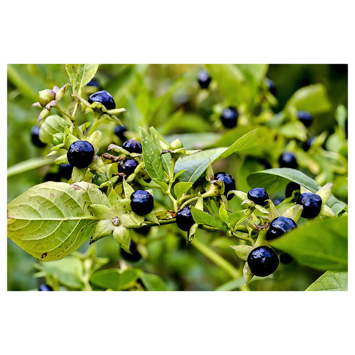 Black Belladonna Plant Seeds for Planting | Heirloom Non-GMO High Germination Organic Garden Seeds | Neera Seeds product photo [neera-v4-3dc9c42c0efca30ff568]