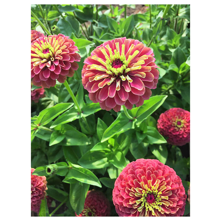 Queeny Lime Red Zinnia Flower Seeds – Vibrant, Non-GMO, Heirloom, High Germination Organic Garden Seeds | Neera Seeds product photo [neera-v4-3dca1175cd2603009701]