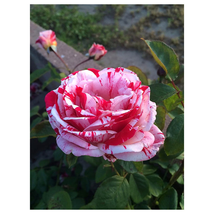 White Pink Rose Plant Seeds for Planting – Heirloom Non-GMO Organic Garden Seeds with High Germination | Neera Seeds product photo [neera-v4-3dce775218e131677dd5]