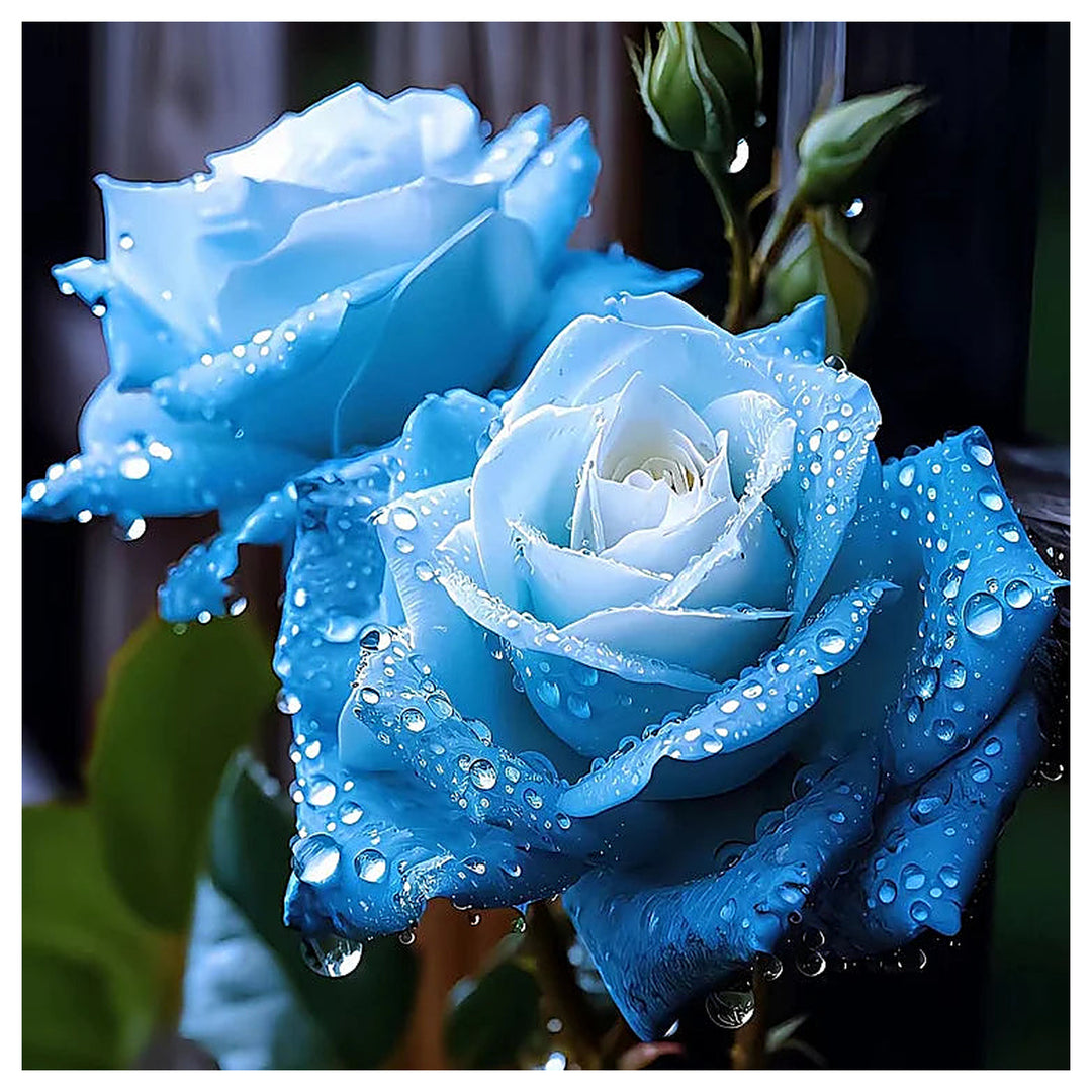 Ice Blue Rose Plant Seeds for Planting Non-GMO Heirloom Garden Seeds for Growing Beautiful Flowers | Neera Seeds product photo [neera-v4-3de8ef2690d4abf17e97]