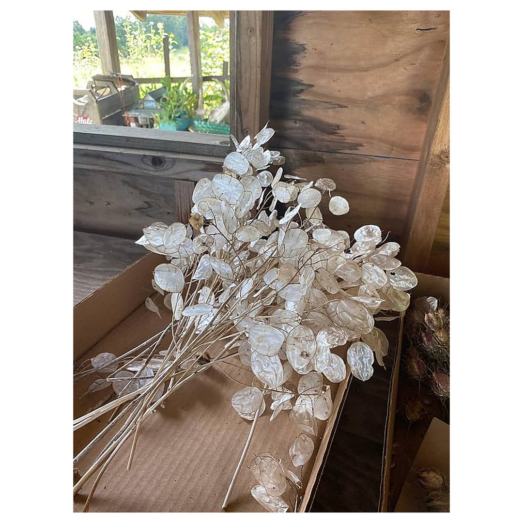 White White Money Plant Lunaria Biennis Decorative Flowers In Your Garden Flower Seeds Home | Neera Seeds product photo [neera-v4-3dea3b8a60baaead6104]