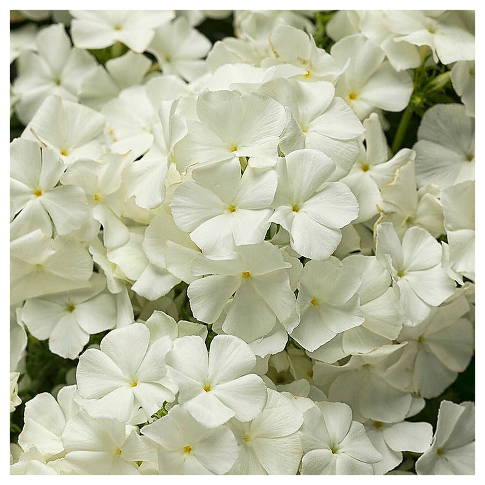 Heirloom Drummondii Flower Seeds, Non-GMO Colorful Annual Blooms for Garden Planting | Neera Seeds product photo [neera-v4-3dfd1cf9b2bde86b9646]