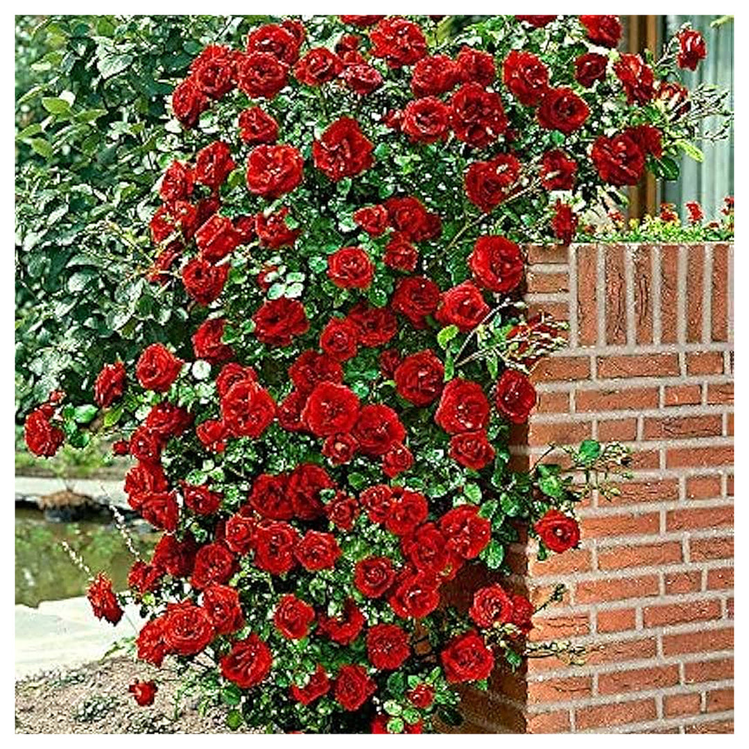 Red Hellgrau Rose Tree Colorful Diy Home Garden Plants With Bonsai Potential Flower Seeds Home | Neera Seeds product photo [neera-v4-3e0d2e67a8ae15ad8fad]