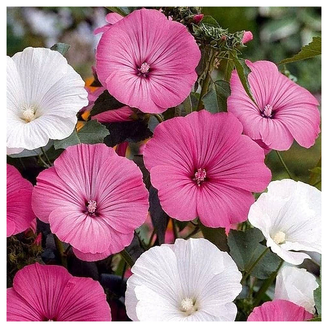 Lavatera White Pink Seeds for Planting – Organic, Heirloom, Non-GMO Flower Seeds | Neera Seeds product photo [neera-v4-3e14ed55a981645521c5]
