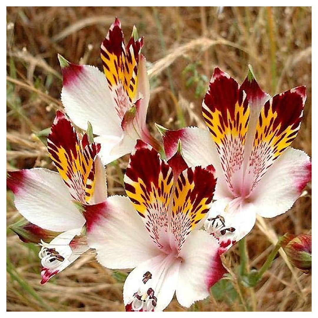 Alstroemeria Peruvian Lily Alstroemeria spp Flower Seeds for Planting in Flower Bed Home Garden Heirloom Non-GMO Hi | Neera Seeds product photo [neera-v4-3e1682cfe9683636c360]