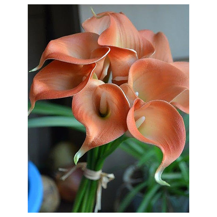 Heirloom Peach Calla Flower Seeds – Non-GMO Seeds for Elegant Garden Planting, Organic Garden Seeds, High Germinati | Neera Seeds product photo [neera-v4-3e3ac2e4b6e42aceed65]