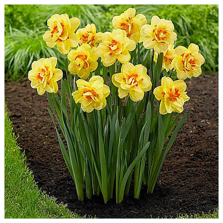Daffodil Trumpet Flower Seeds – Heirloom, Non-GMO, High Germination Organic Garden Seeds for Planting | Neera Seeds product photo [neera-v4-3e42c78ab102cf3c8d3c]