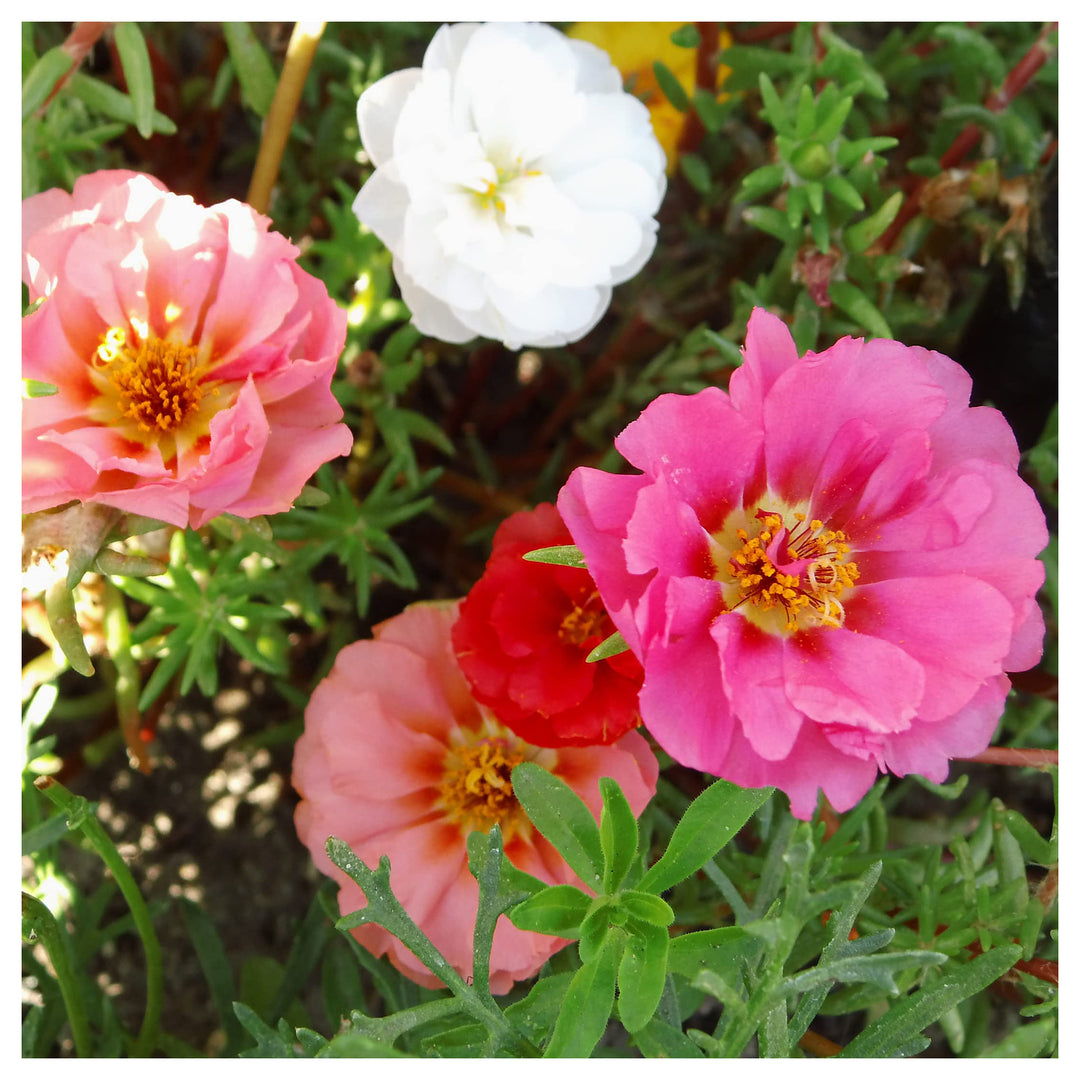 Portulaca Moss Rose For Easy Growing Outdoor Flowers Flower Seeds for Home Garden Planting, | Neera Seeds product photo [neera-v4-3e452513452c2cb0da70]