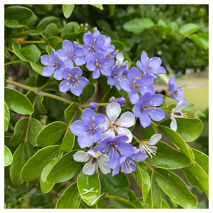 Lignum Flower Seeds for Planting – Heirloom, Non-GMO, High Germination Organic Garden Seeds | Neera Seeds product photo [neera-v4-3e5336fef09aa67c027f]
