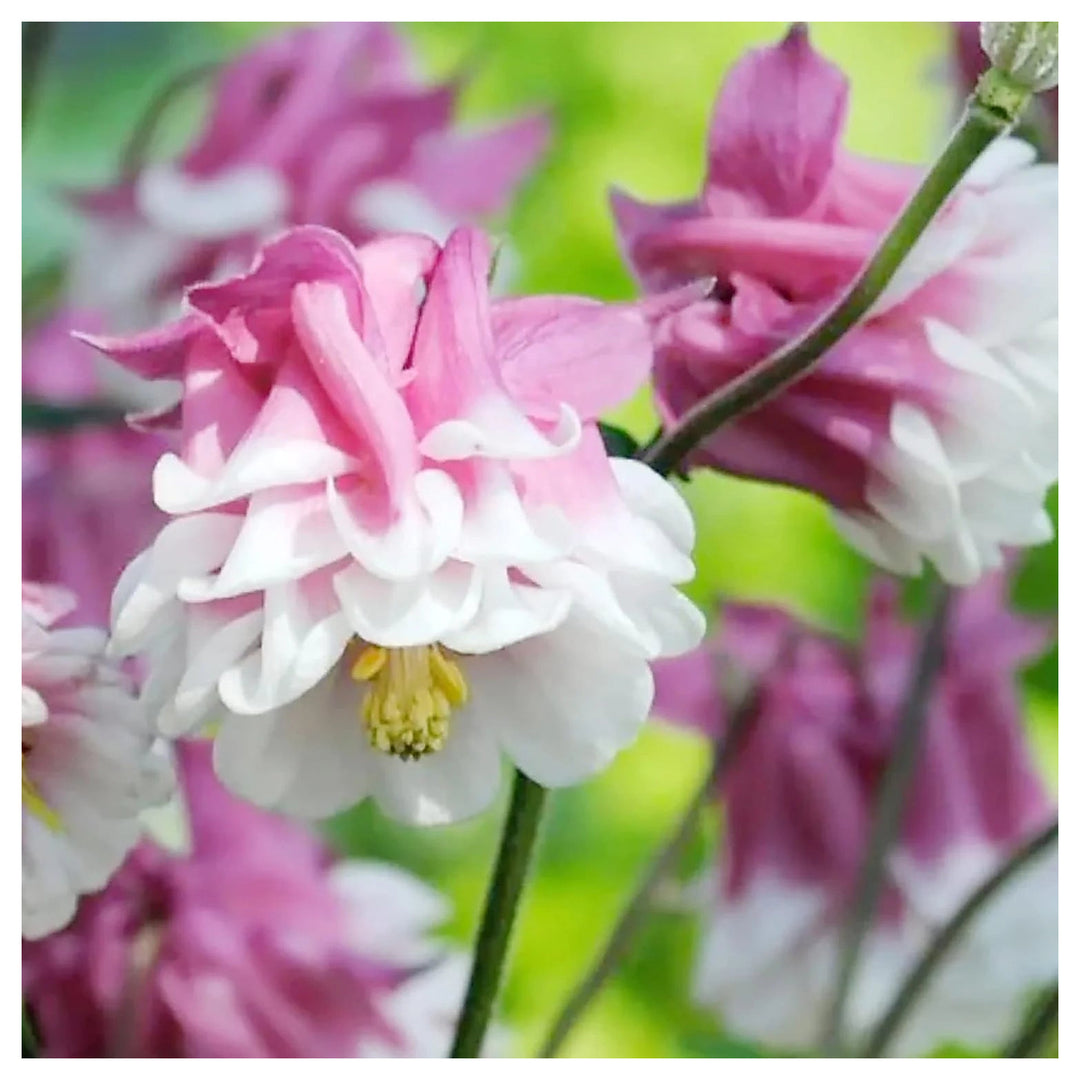 Heirloom Tower Columbine Flower Seeds for Planting, Non-GMO | Neera Seeds product photo [neera-v4-3e6bd511c84c62898f3f]