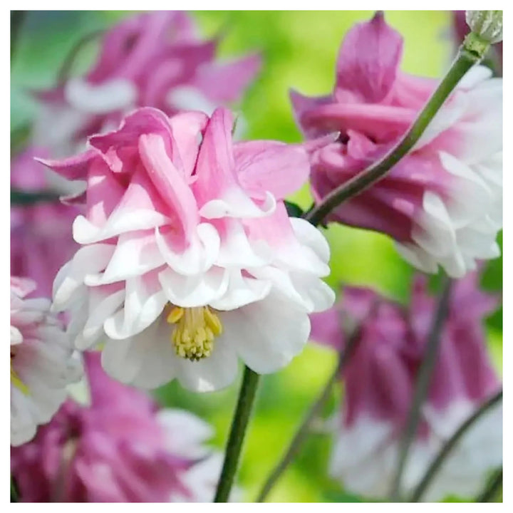 Heirloom Tower Columbine Flower Seeds for Planting, Non-GMO | Neera Seeds product photo [neera-v4-3e6bd511c84c62898f3f]