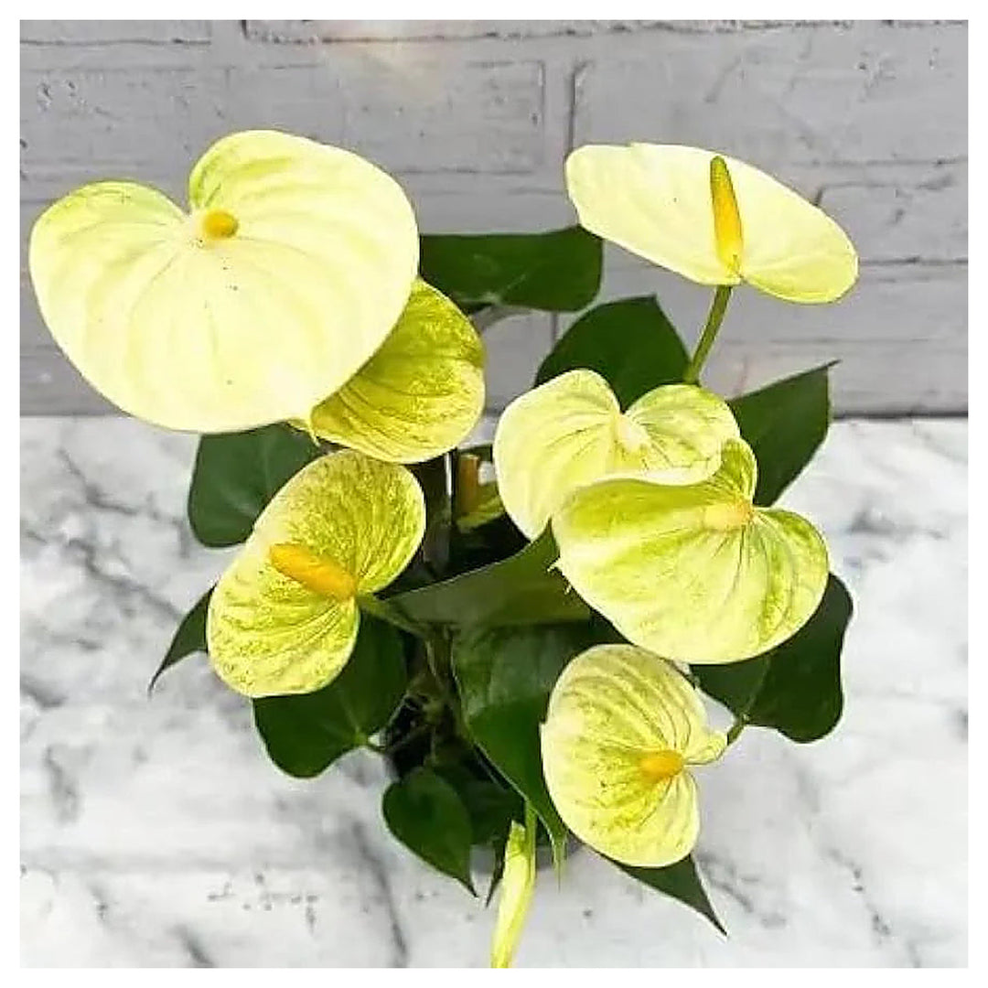 Organic Light Yellow Anthurium Linden Flower Seeds for Planting – Heirloom, Non-GMO, High Germination | Neera Seeds product photo [neera-v4-3e6cd8a72fc109136481]