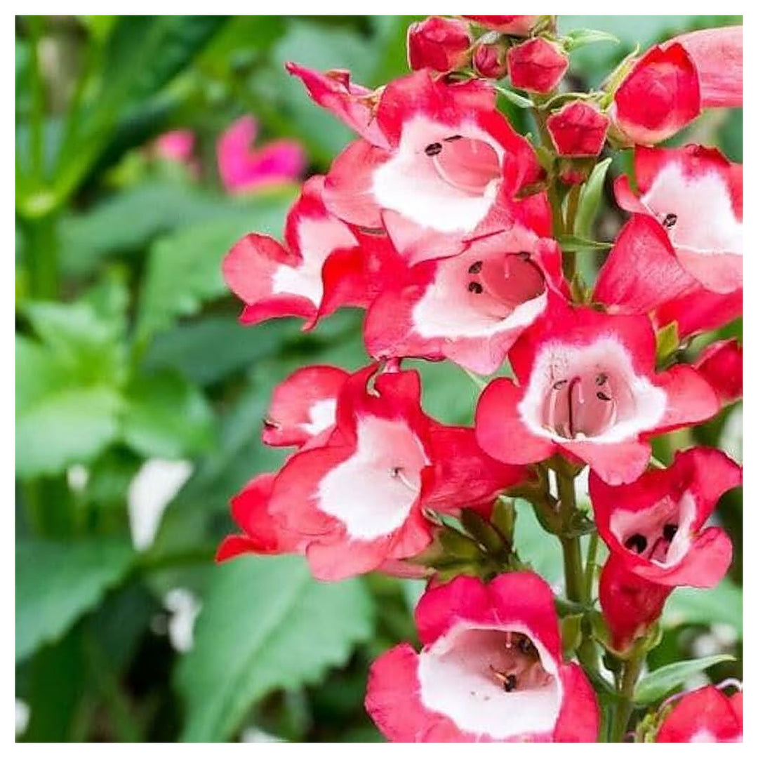 Penstemon Lyallii For Planting In Wildflower Garden Flower Seeds for Home Garden Planting, Vibrant | Neera Seeds product photo [neera-v4-3e752144069f16158af8]