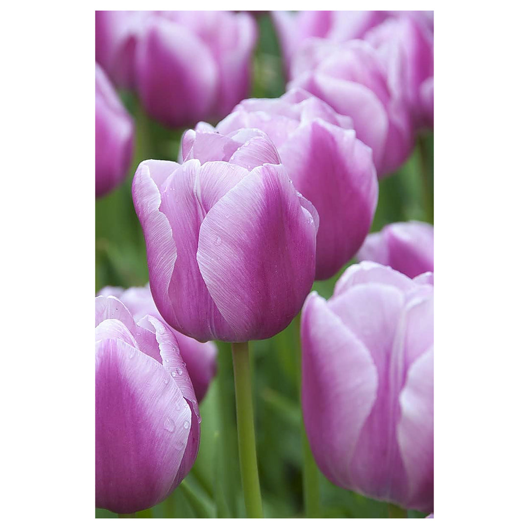 Lavender Shade Tulip Flower Seeds for Planting – Heirloom, Non-GMO, High Germination Vibrant Blooms | Neera Seeds product photo [neera-v4-3e83db07a856e2b93867]
