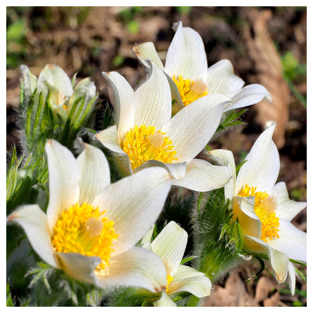 White Anemone Pulsatilla Flower Seeds for Planting – Heirloom, Non-GMO, High Germination Elegant Spring Blooms | Neera Seeds product photo [neera-v4-3e8e8a3d47519eb18dd5]
