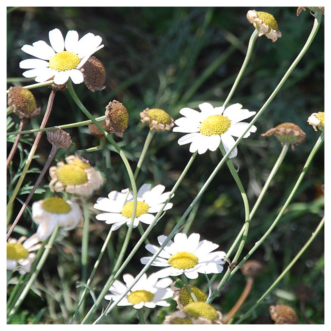Heirloom White Cinerariifolium Flower Seeds, Non-GMO Natural Insect-Repellent Blooms for Garden Planting | Neera Seeds product photo [neera-v4-3e8ef40f326e18bb7696]