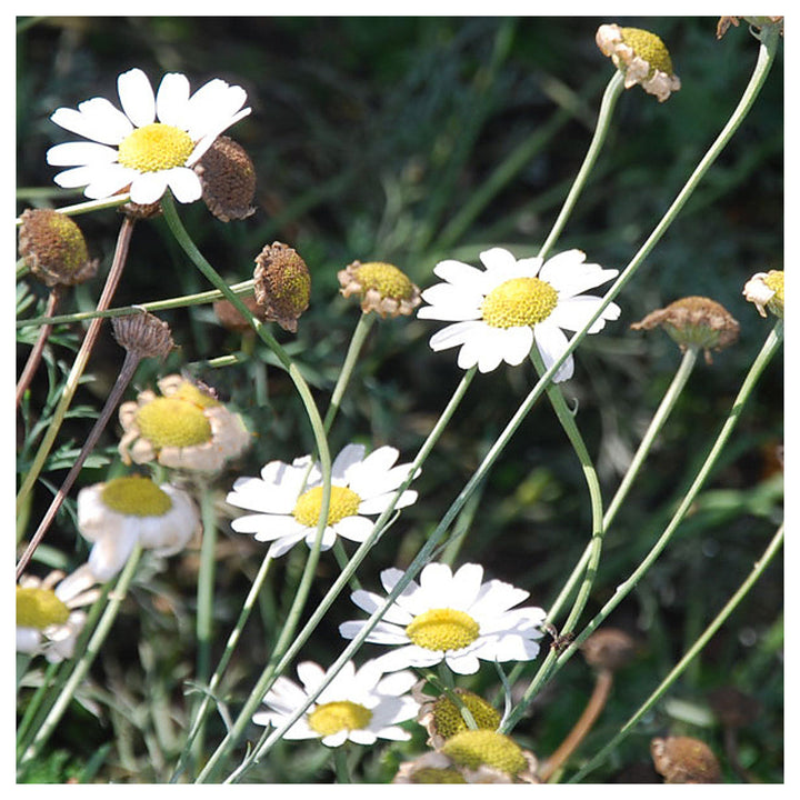 Heirloom White Cinerariifolium Flower Seeds, Non-GMO Natural Insect-Repellent Blooms for Garden Planting | Neera Seeds product photo [neera-v4-3e8ef40f326e18bb7696]