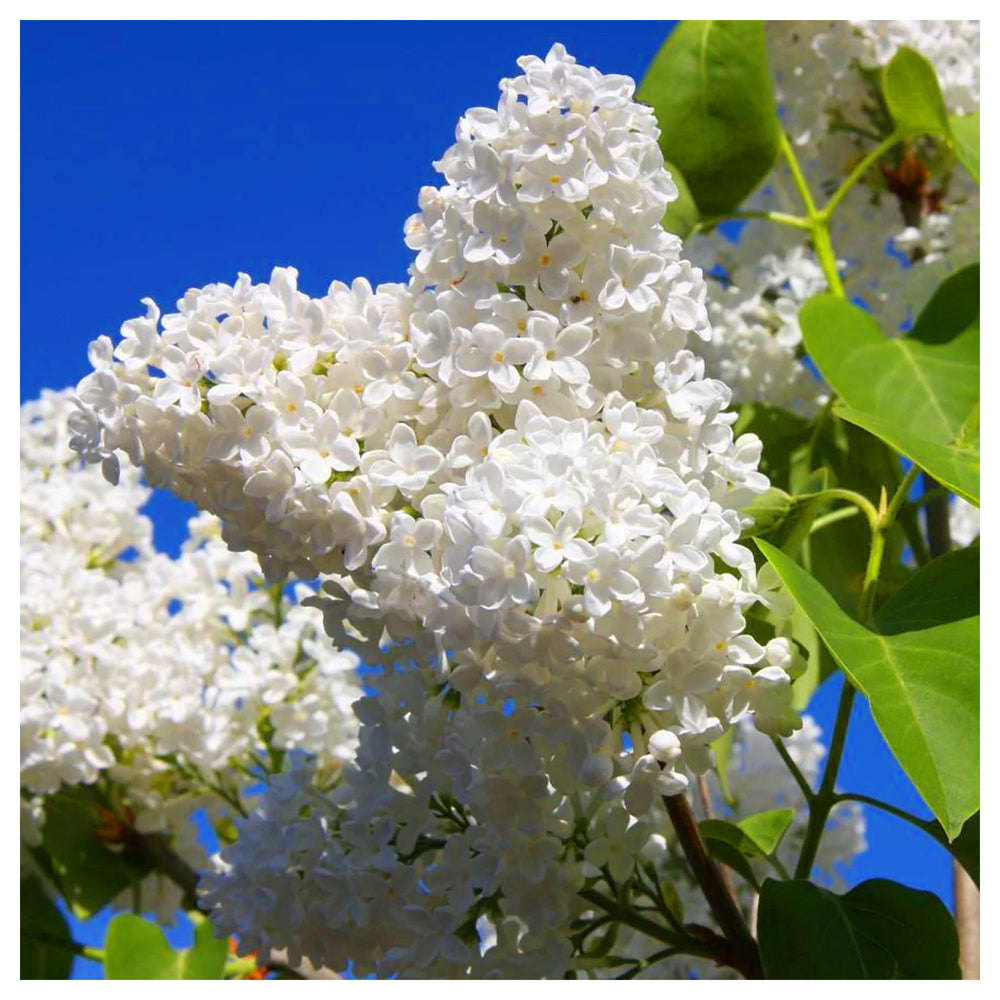Heirloom Non-GMO Osmanthus Flower Seeds for Planting – Fragrant Garden Blooms, High Germination Organic Seeds | Neera Seeds product photo [neera-v4-3e9192f05e97f109a65d]