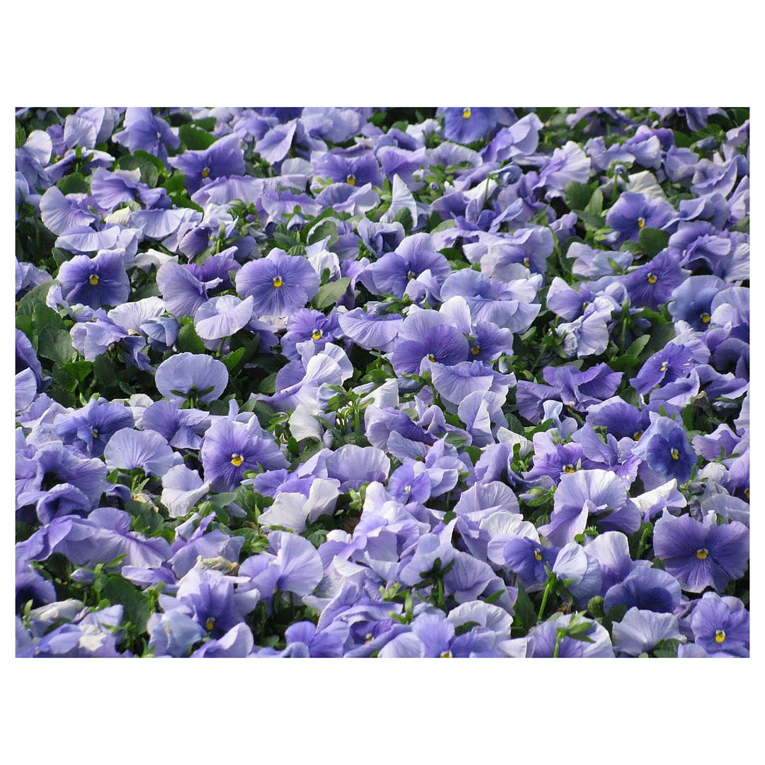 Pansy Blue Seeds for Planting – Organic Heirloom Non-GMO Flower Seeds | Neera Seeds product photo [neera-v4-3e93e0021e520cd401e7]
