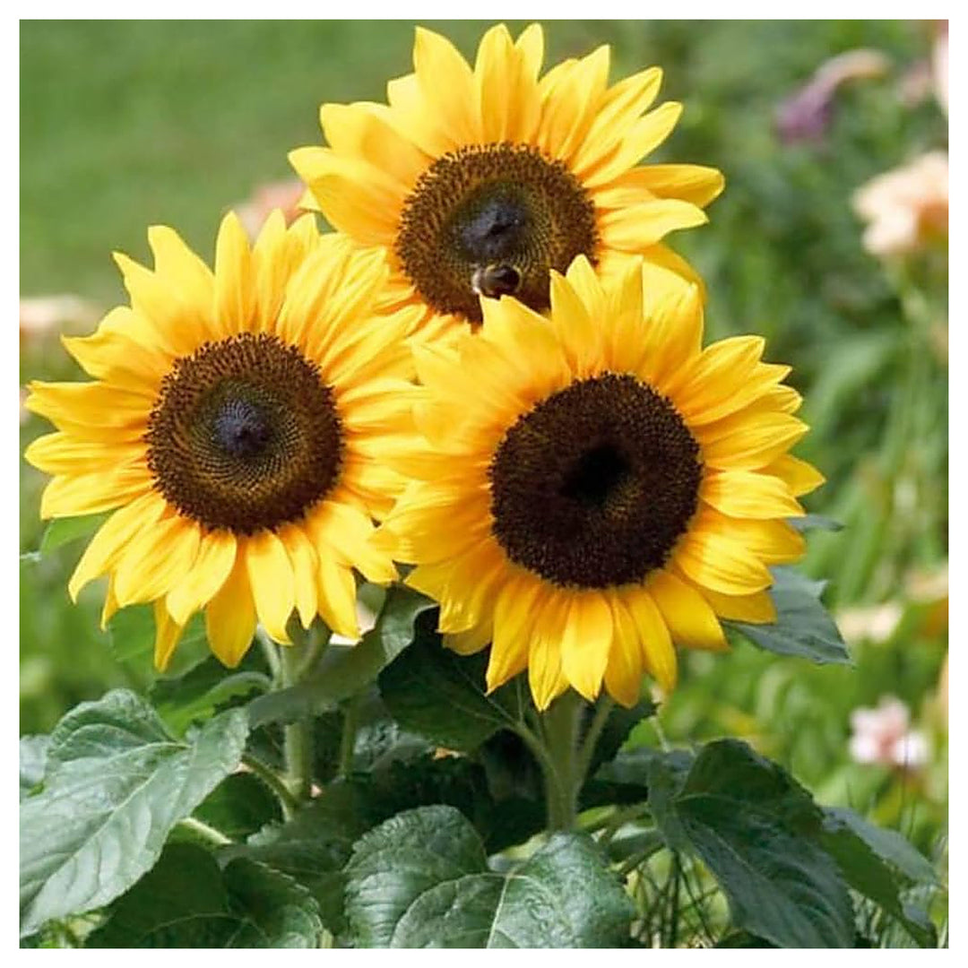 Dwarf Mini Sunflower Planting Helianthus Balcony And Pots Flower Seeds Home Garden | Neera Seeds product photo [neera-v4-3e9551aa503b651b7ba2]