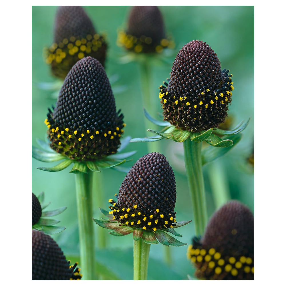 Rudbeckia Green Wizard Flower Seeds – Heirloom, Non-GMO, High Germination Colorful Organic Garden Seeds for Plantin | Neera Seeds product photo [neera-v4-3e97fa4cd1b41bb71a02]