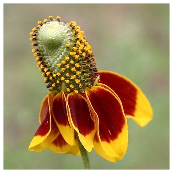 Heirloom Non-GMO Ratibida Flower Seeds for Planting – Hardy Native Wildflower Blooms | High Germination | Neera Seeds product photo [neera-v4-3ea79519200d1a92eae8]