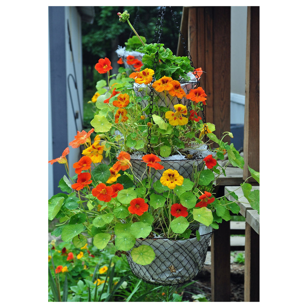 Red Yellow Nasturtium Flower Fresh Planting Kapuzinerkresse Flowers Flower Seeds Home | Neera Seeds product photo [neera-v4-3eab218829e1f39a9088]
