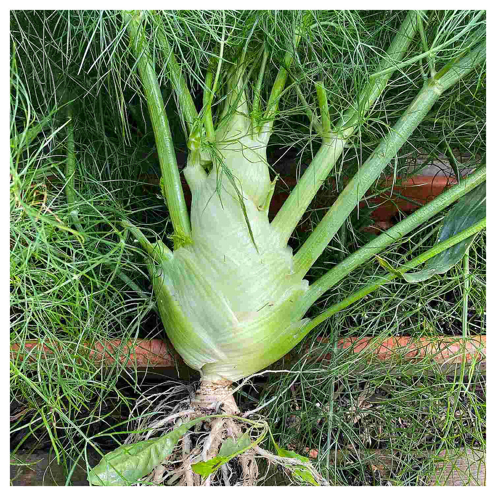 Florence Fennel Seeds for Planting – Heirloom & Non-GMO Bulbing Herb for Culinary & Medicinal Gardens | Neera Seeds product photo [neera-v4-3eb6767e3ca5fb5c91ff]