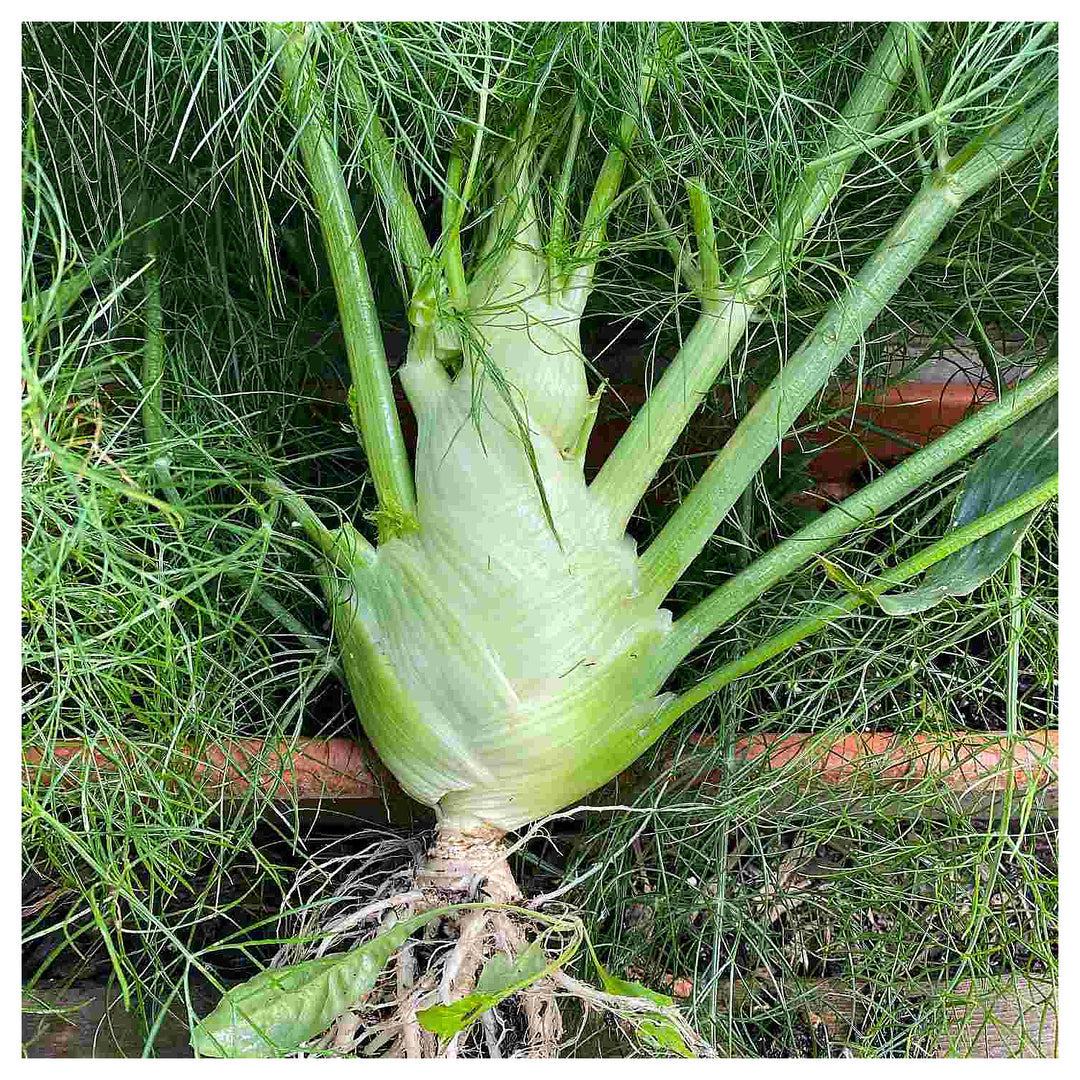Florence Fennel Seeds for Planting – Heirloom &amp; Non-GMO Bulbing Herb for Culinary &amp; Medicinal Gardens | Neera Seeds product photo [neera-v4-3eb6767e3ca5fb5c91ff]