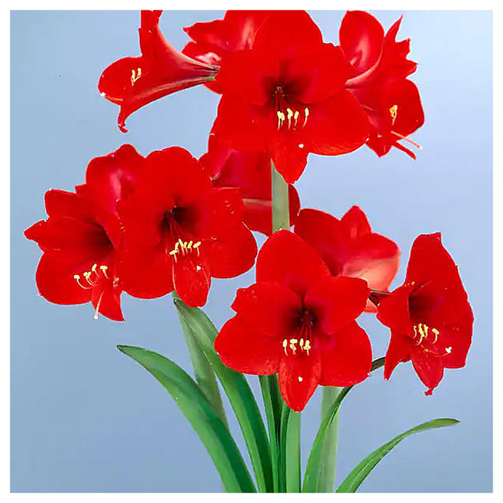 Red Amaryllis Flower Seeds for Planting – Heirloom Non-GMO Organic Garden Blooms | Neera Seeds product photo [neera-v4-3eb85873377b73625b54]