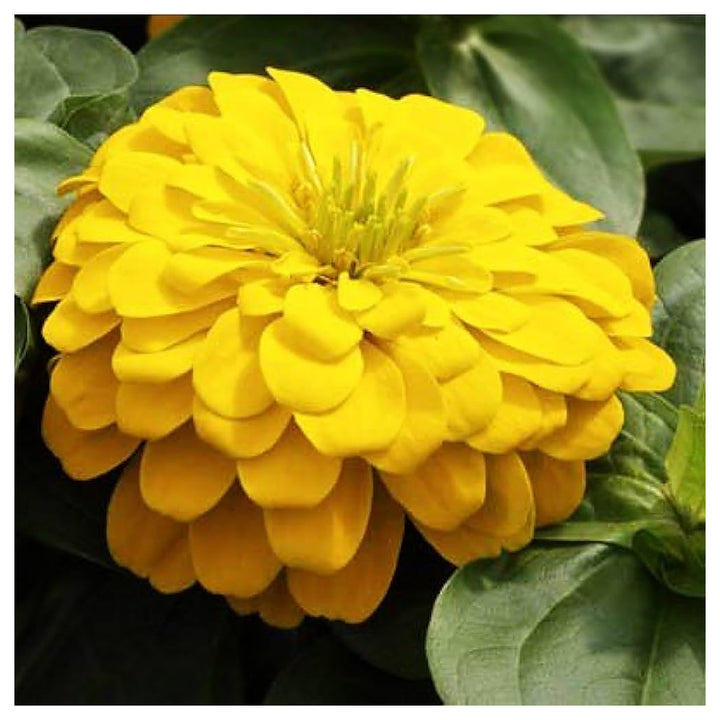Heirloom Canary Zinnia Flower Seeds – High Germination Seeds for Planting Vibrant, Easy-to-Grow Garden Flowers | Neera Seeds product photo [neera-v4-3ecd1b226c9fc9c34404]