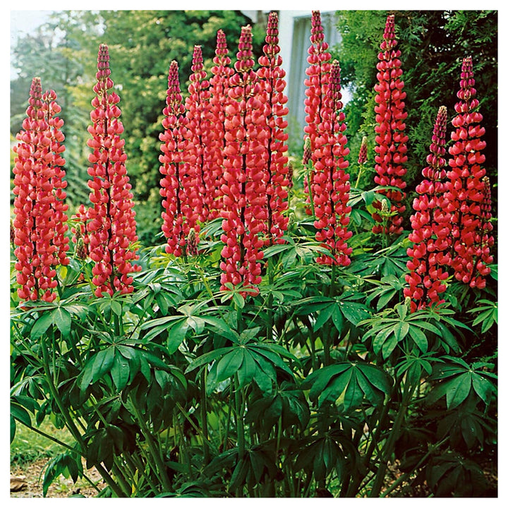 Red Russell Hybrid Lupines (Lupinus polyphyllus) Flower Seeds for Planting – Heirloom Garden Seeds | Neera Seeds product photo [neera-v4-3ed049d18dfc40267efc]