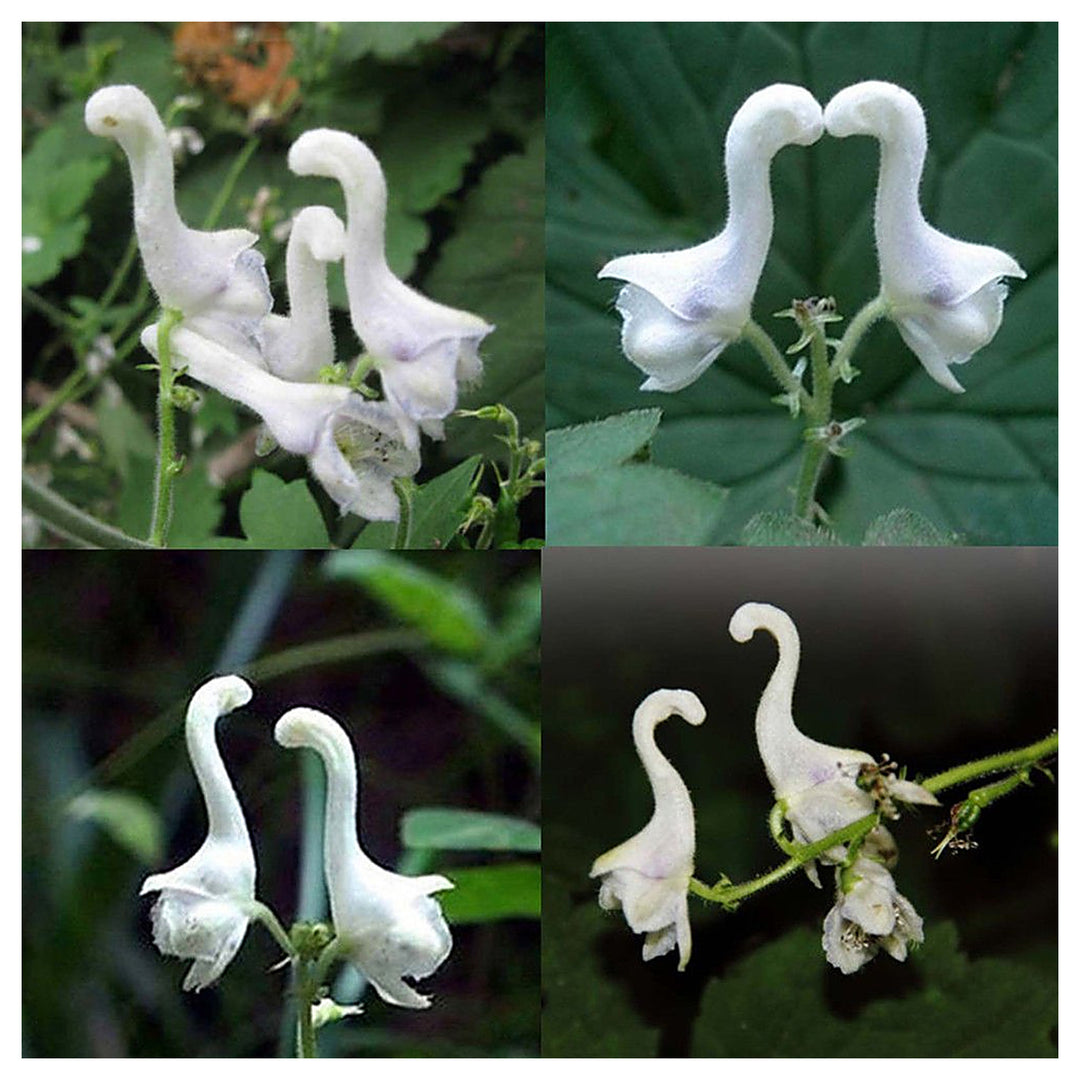 Heirloom Non-GMO Swan Flower Seeds for Planting – Elegant Ornamental Blooms for Garden Landscapes | Neera Seeds product photo [neera-v4-3ee162b3108a9af043bc]