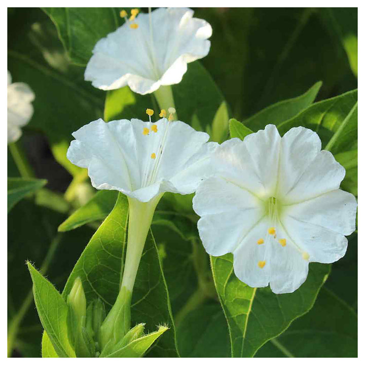 Heirloom Non-GMO White Four O&