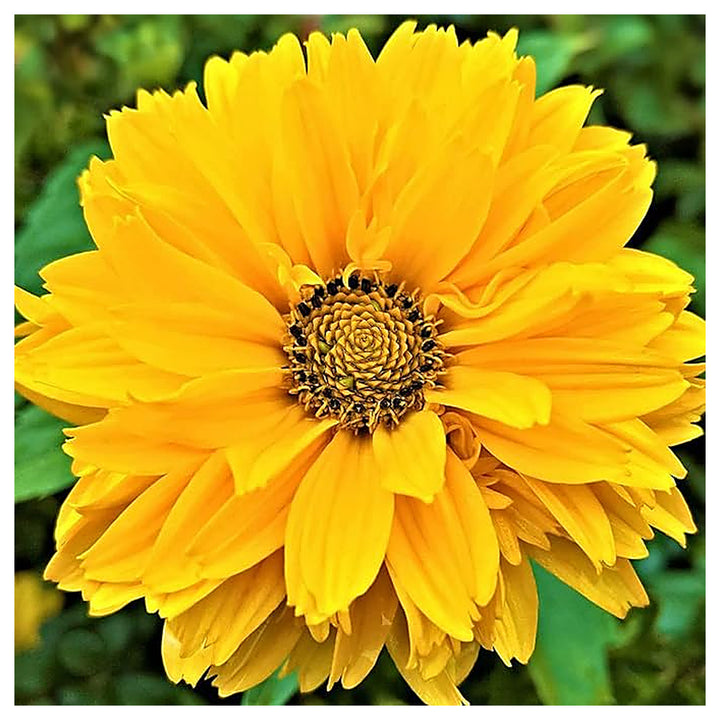 Heliopsis Sunflower Seeds – Heirloom, Non-GMO, High Germination Organic Garden Flower Seeds for Planting | Neera Seeds product photo [neera-v4-3ee96ce7b428b2830fe4]