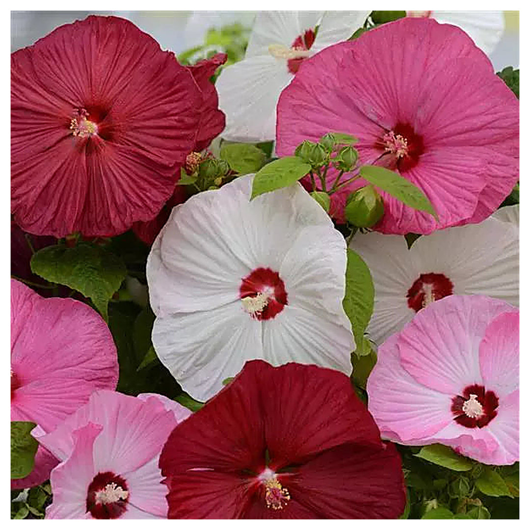 Mixed Luna Hibiscus Moscheutos Flower Seeds for Planting  - Hardy Swamp Rose Mallow for Garden & Wetlands, Easy to  | Neera Seeds product photo [neera-v4-3eee9d03b15eb79bda6f]
