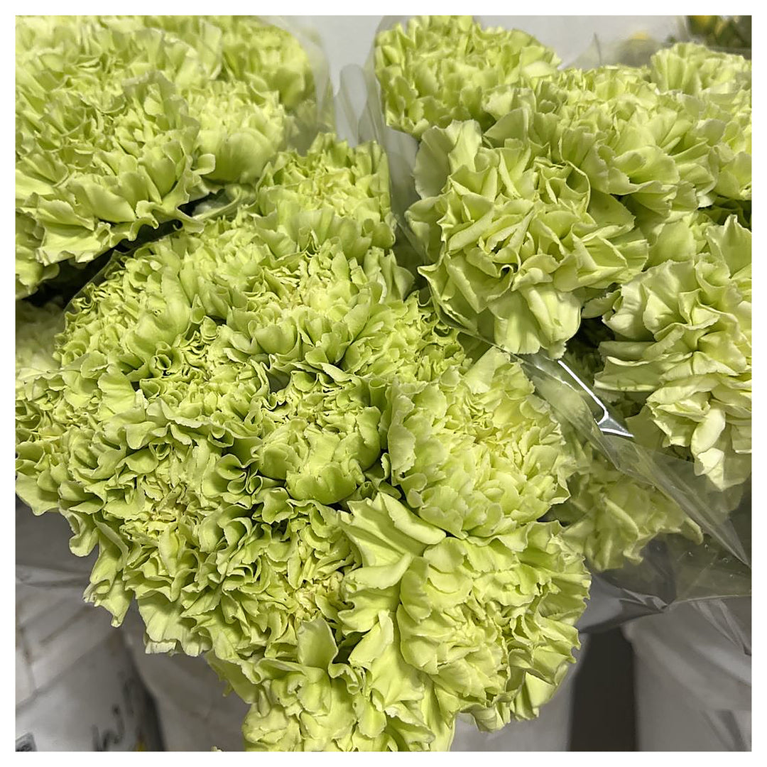 Heirloom Non-GMO Carnation (Dianthus Caryophyllus) Flower Seeds for Planting – High Germination Garden Seeds | Neera Seeds product photo [neera-v4-3efded590e93296efab6]