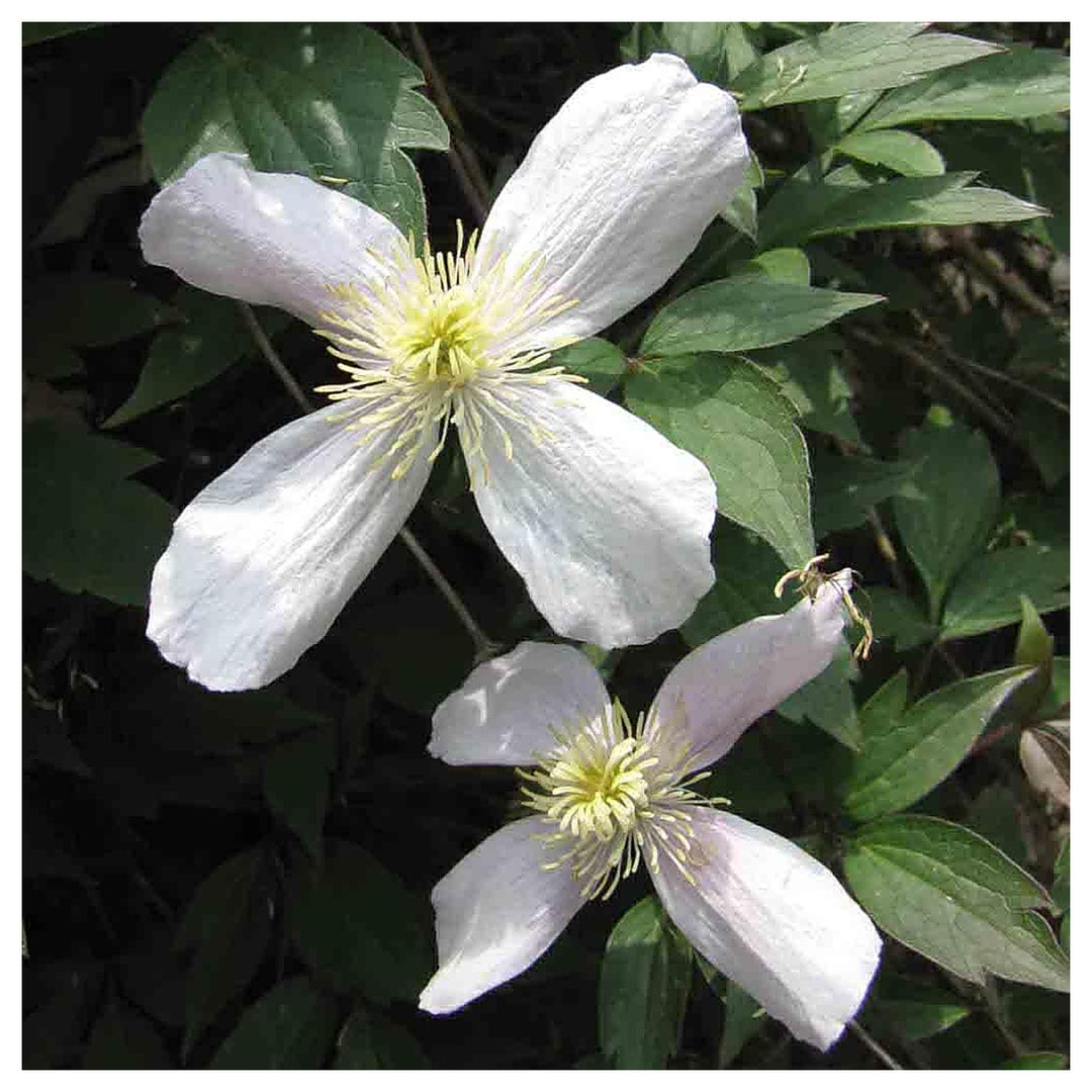 Clematis Flower Seeds White for Planting | Heirloom Non-GMO High Germination Organic Garden Seeds | Neera Seeds product photo [neera-v4-3f005dc77803c9224760]