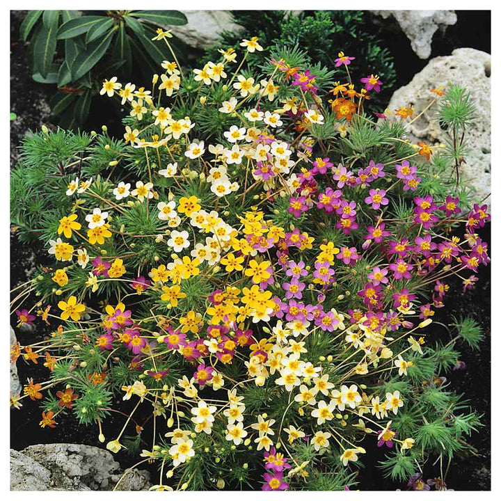 Mix Leptosiphon Flower Seeds for Planting – Heirloom, Non-GMO, High Germination Organic Garden Seeds | Neera Seeds product photo [neera-v4-3f130a2e20e551eb5c42]