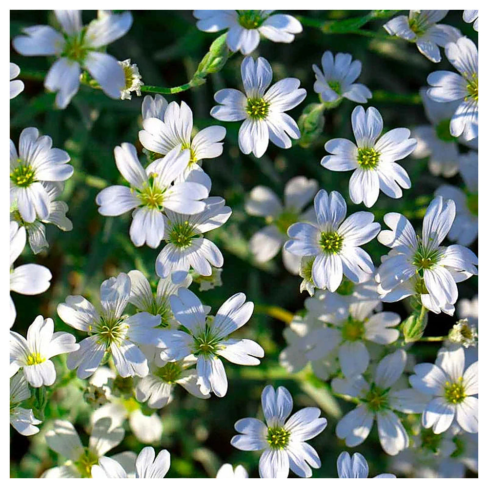 White Gypsophila Repens Seeds – Organic, Heirloom, Non-GMO Flower Seeds for Planting | Neera Seeds product photo [neera-v4-3f183092efcc6d69cebb]