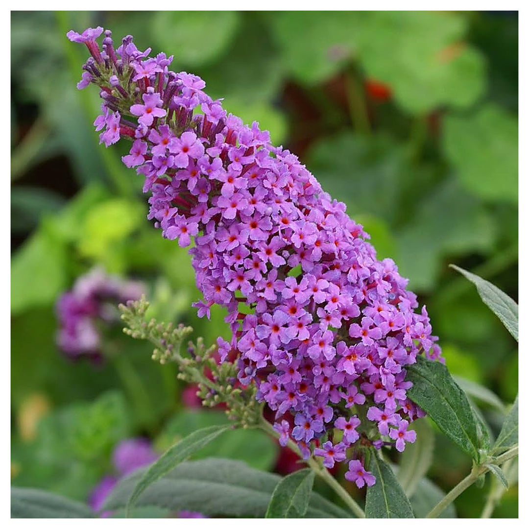 Blue Buddleia Butterfly Bush Flower Seeds for Planting - NON GMO Seeds | Neera Seeds product photo [neera-v4-3f1fa198bbe4db167df2]