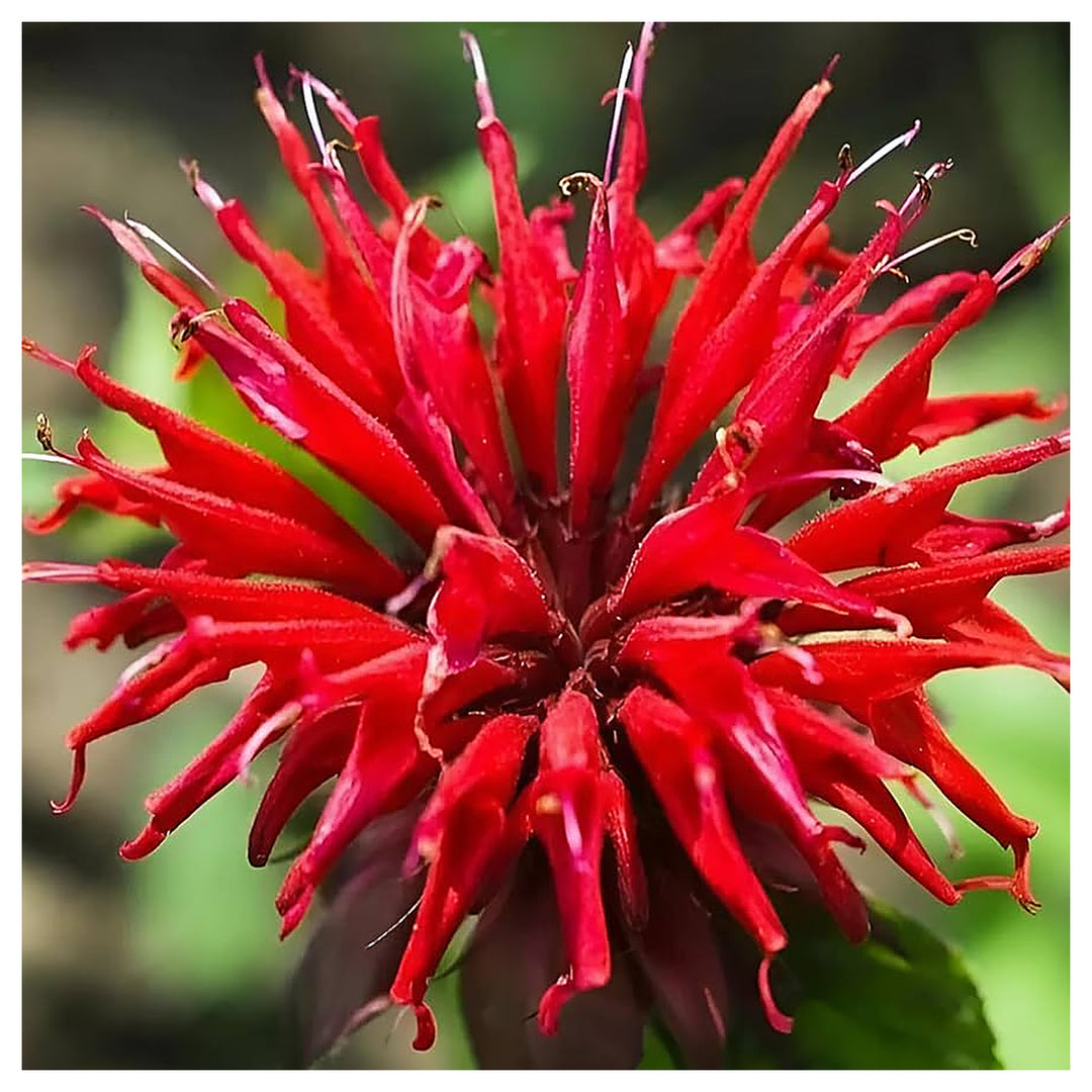 Bee Balm Monarda Spp Flower For Planting In Flower Bed Flower Seeds for Home Garden Planting, | Neera Seeds product photo [neera-v4-3f1fbae793e269793d05]