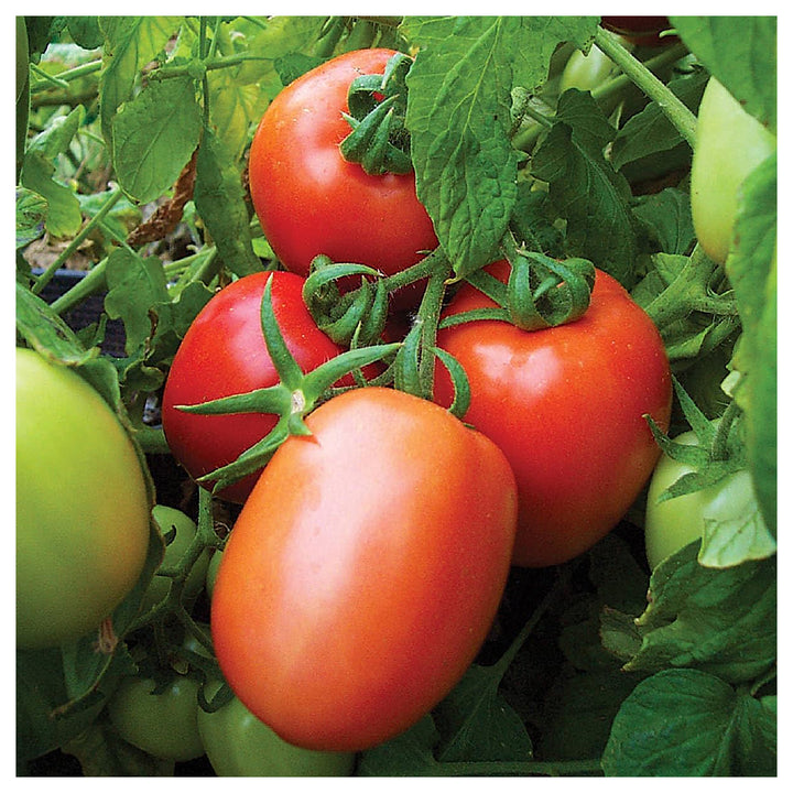 Heirloom Non-GMO Tomato Vegetable Seeds for Home Garden Planting – Organic, High Germination Seeds | Neera Seeds product photo [neera-v4-3f25cc351644cf5e6233]